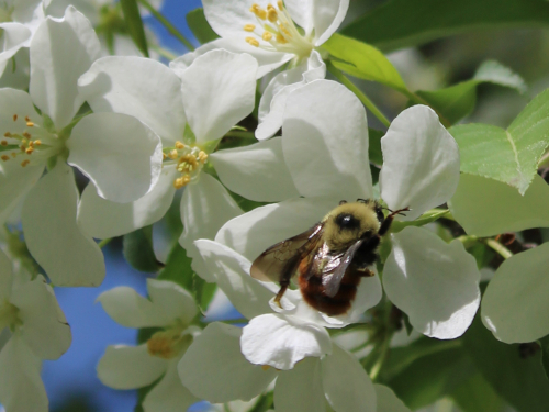 bee on a white blossom