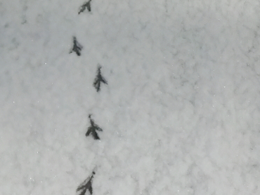 bird prints in snow