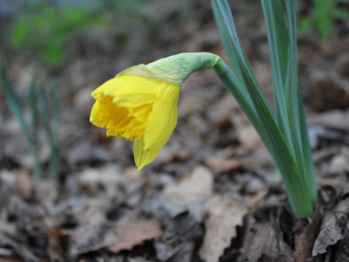 daffodil sprouting