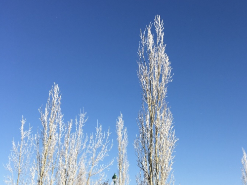 frost on trees