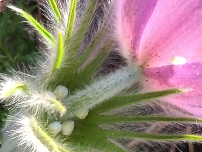 fuzzy spring flowers Sweden
