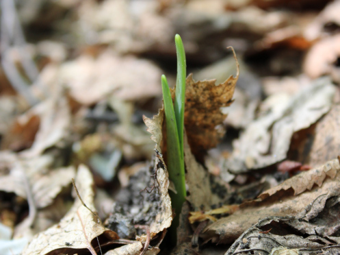 plant sprouting through dead leaves