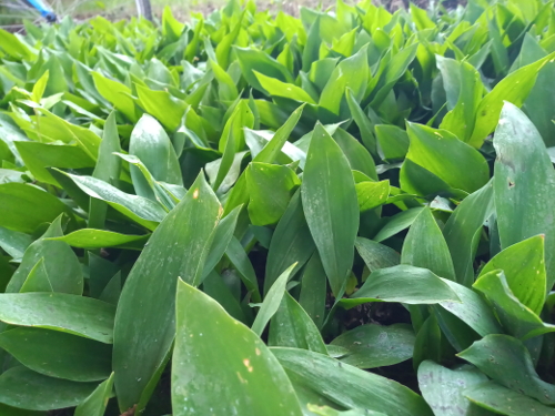 lilly of the valley