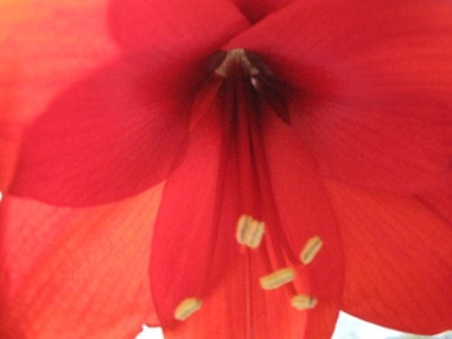 red flower