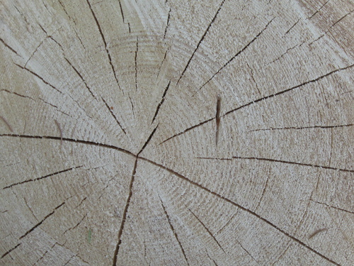 tree rings
