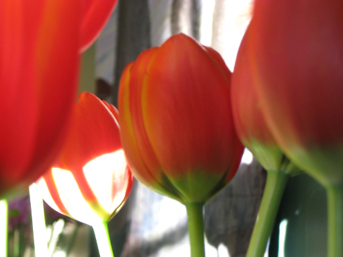red tulips
