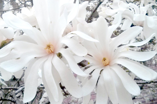 whiteflowers