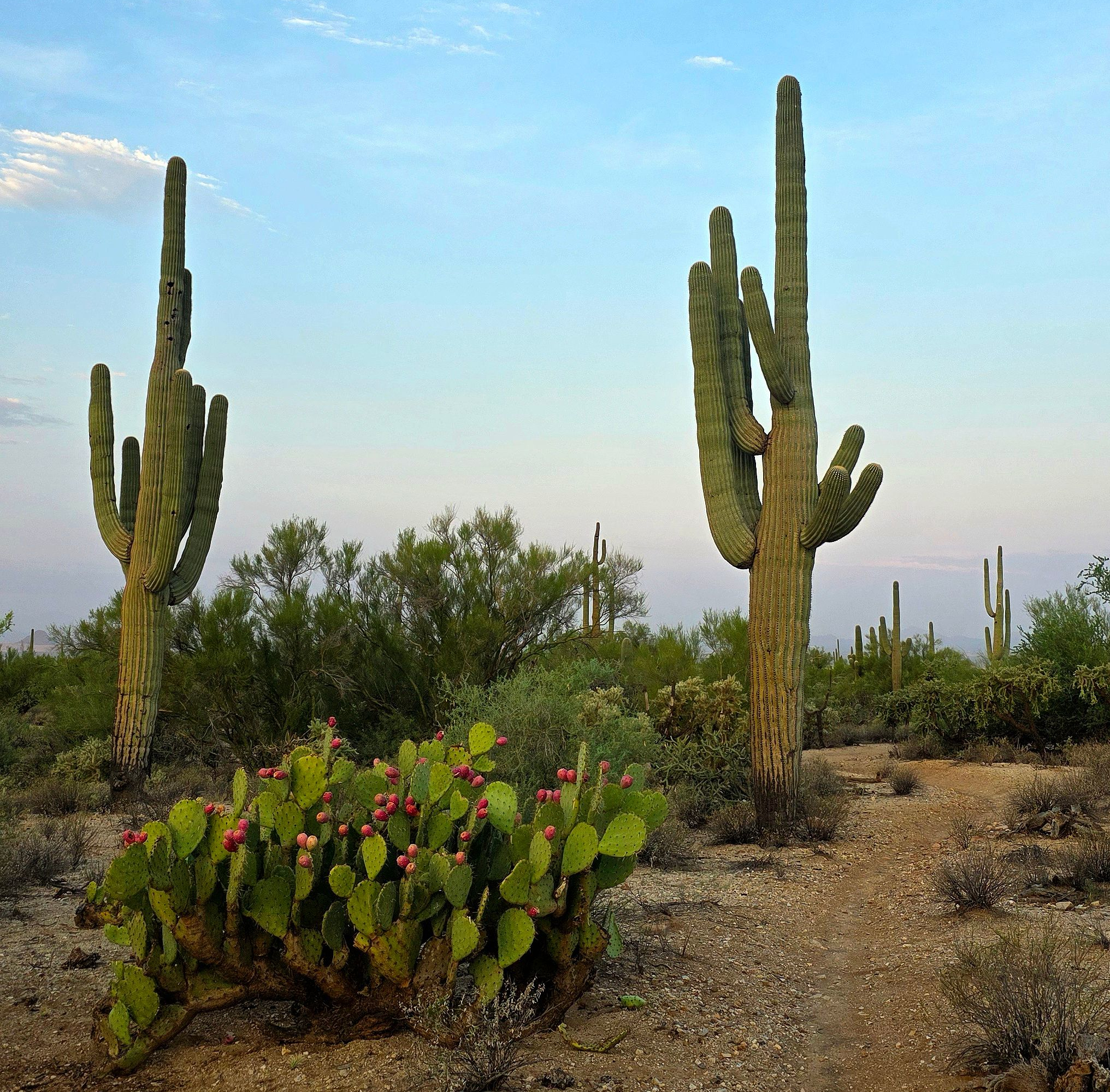 desert cactus bloom day