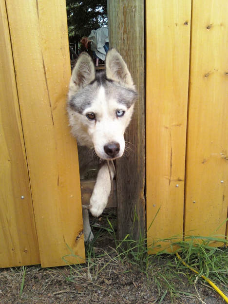 Djoobie fence
