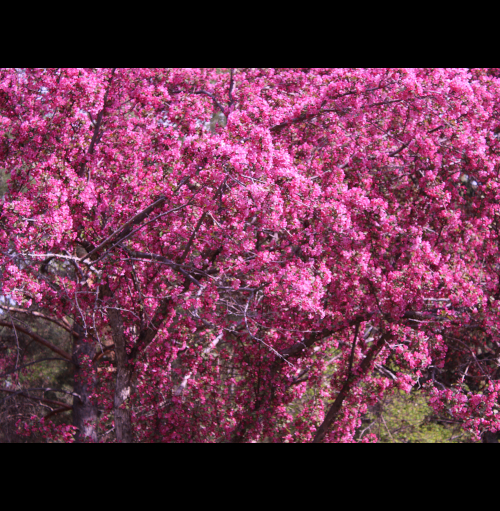 deep pink blossoms