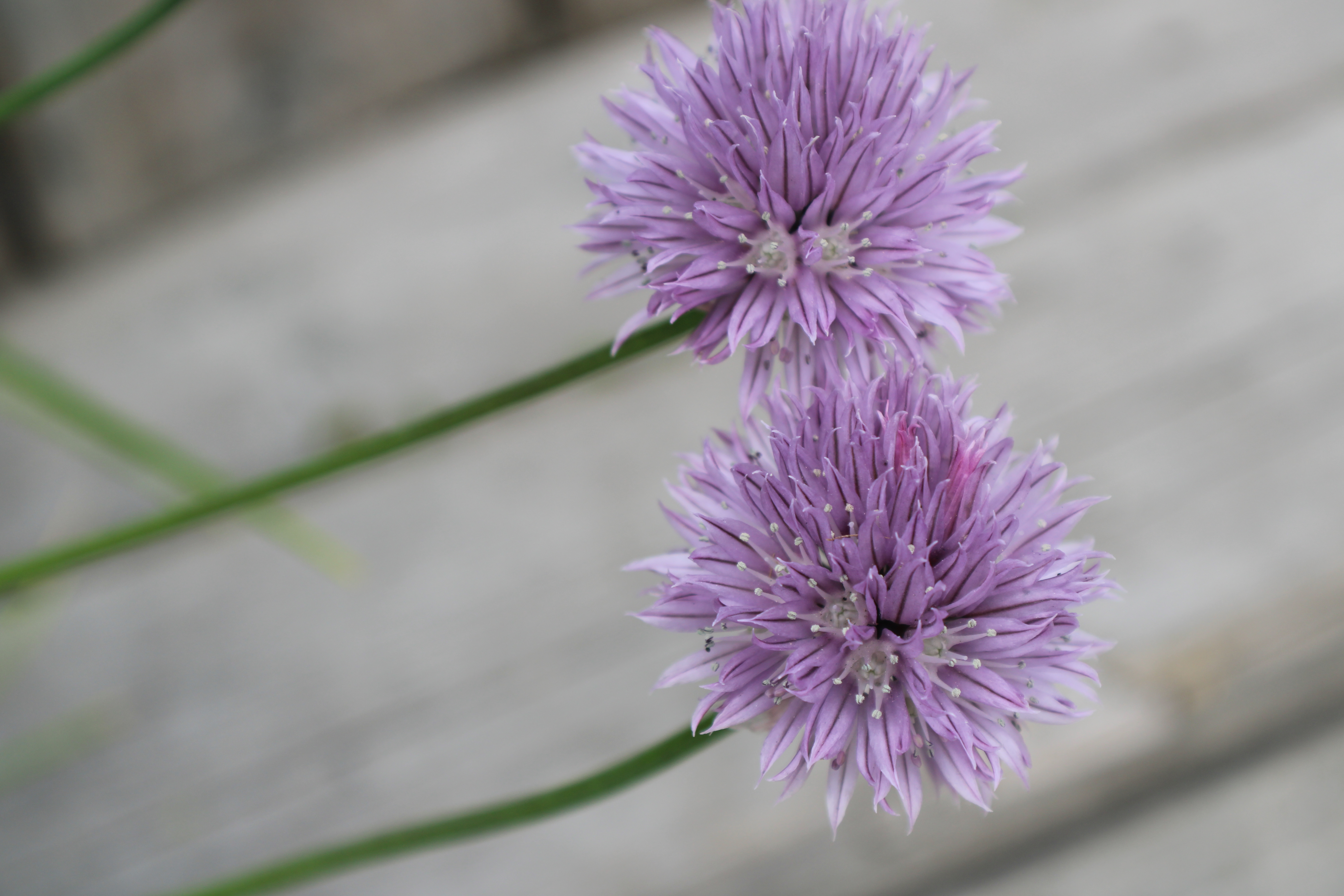 clover twins