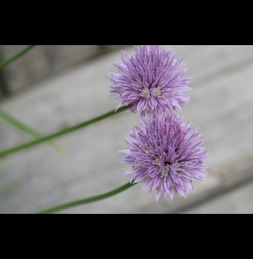 clover twins