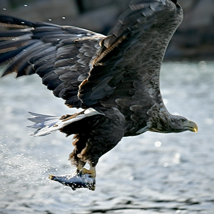 eagle