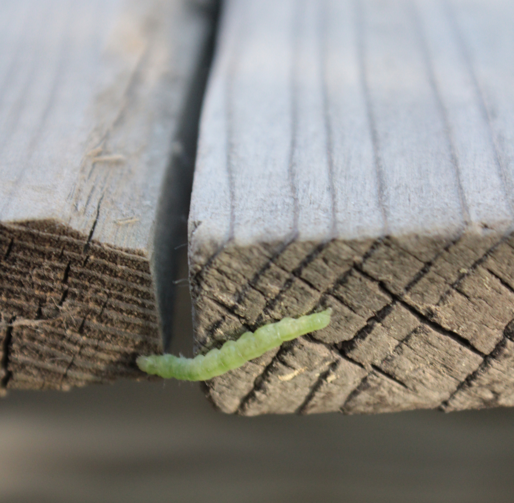 green worm