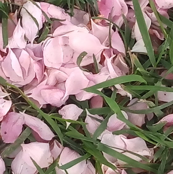 pink petals grass