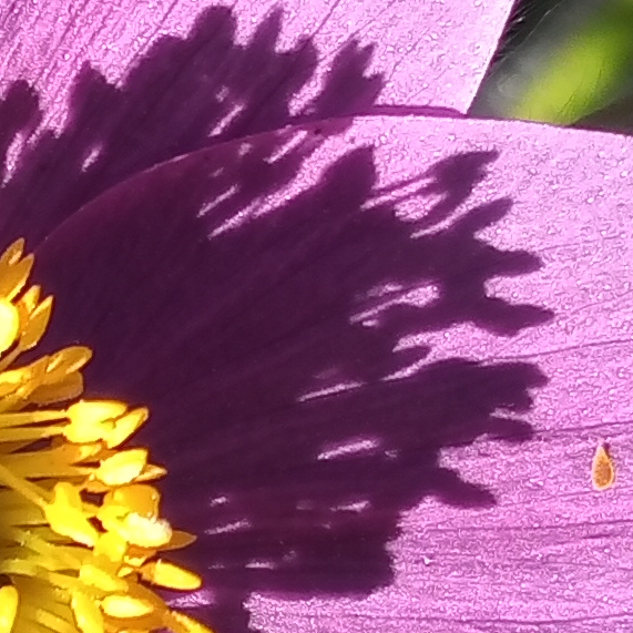 purple petal shadow
