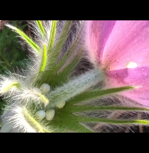 close up fuzzy tulip
