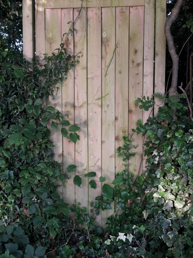 vines fence